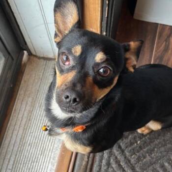 Chihuahua Dogs Available for Adoption - Frasier | PetCurious