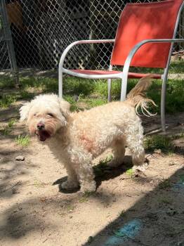 Shih Tzu Dogs Available for Adoption in Hampton, Virginia - Milo | PetCurious