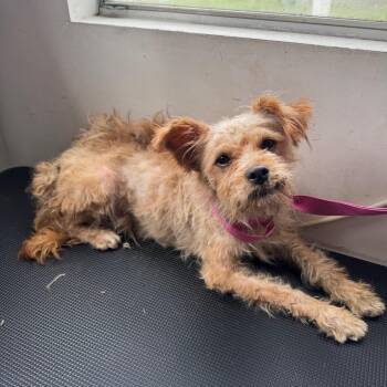 Terrier Dogs Available for Adoption in Houston, Texas - Alfalfa | PetCurious