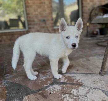Brigid -  German Shepherd Dog Dog for Adoption in Evergreen, Colorado - Brigid | PetCurious