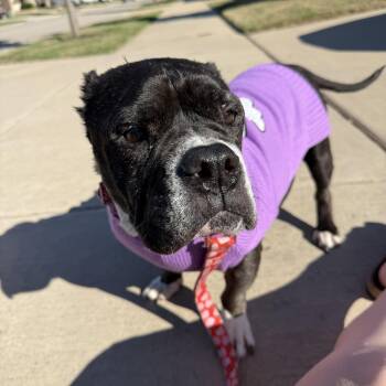 Minnie -  Pit Bull Terrier Dog for Adoption in Carrollton, Texas - Minnie | PetCurious