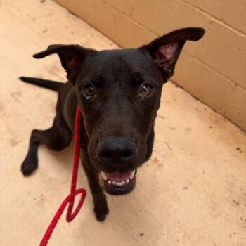 Panda -  Pit Bull Terrier and Boxer Dog for Adoption in Kanab, Utah - Panda | PetCurious