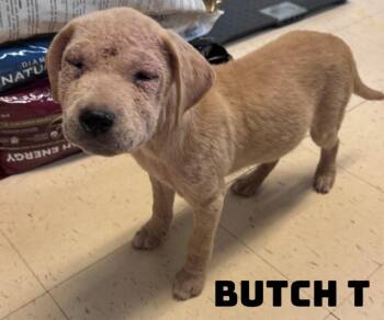 Butch T -  American Bully and Cane Corso Dog for Adoption in Dyersburg, Tennessee - Butch T | PetCurious
