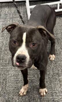 Mixed Breed Dogs Available for Adoption - Nett | PetCurious