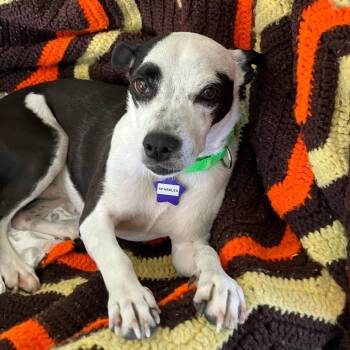 Sparkles -  Mixed Breed Dog for Adoption in San Francisco, California - Sparkles | PetCurious