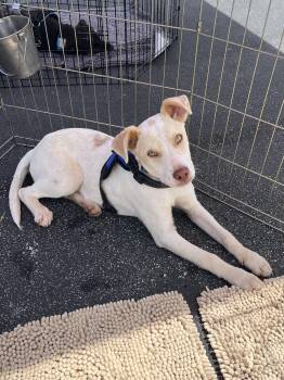 Terrier and Hound Dogs Available for Adoption in Greensboro, Georgia - Opie | PetCurious