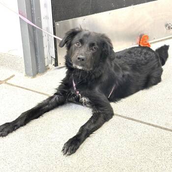 Frodo -  Mixed Breed Dog for Adoption in Franklin, Tennessee - Frodo | PetCurious
