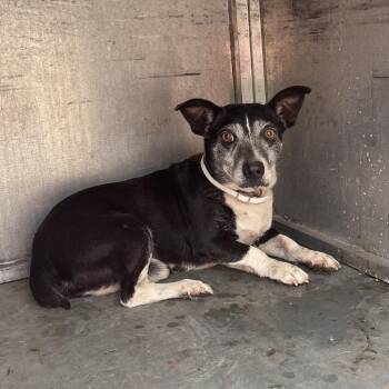 Tico Taco -  Chihuahua and Mixed Breed Dog for Adoption in Edinburg, Texas - Tico Taco | PetCurious