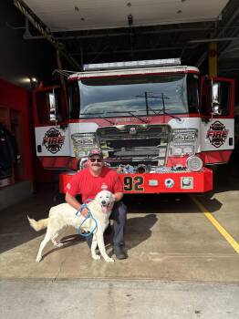 Rescue Great Pyrenees Dogs for Adoption in Franklin, Indiana - George | PetCurious