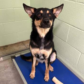 Sage -  Australian Kelpie Dog for Adoption in Manchester, Tennessee - Sage | PetCurious