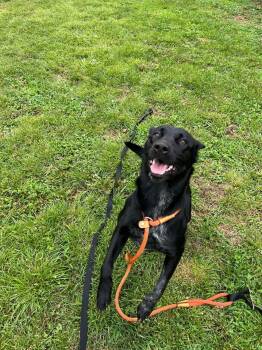 Jade -  Labrador Retriever Dog for Adoption in Front Royal, Virginia - Jade | PetCurious