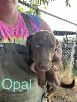 Opal -  Australian Shepherd and Labrador Retriever Dog for Adoption in Zimmerman, Minnesota - Opal | PetCurious