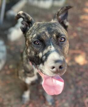 Rescue American Bully Dogs for Adoption in Pasadena, California - Lucy | PetCurious