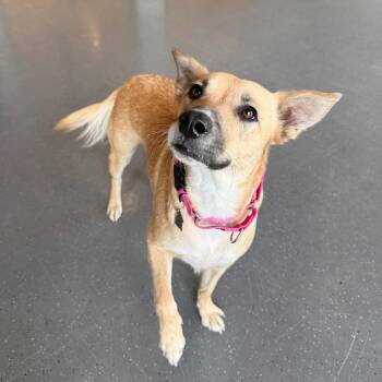 Bell -  Mixed Breed Dog for Adoption in Truckee, California - Bell | PetCurious