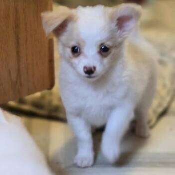Rescue Papillon and Chihuahua Dogs for Adoption in West Richland, Washington - Franklin | PetCurious