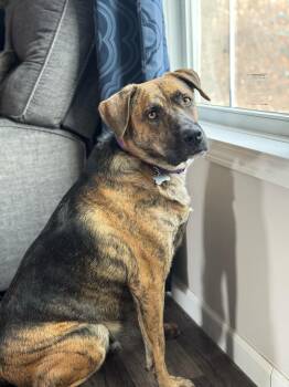 Rescue Mountain Cur Dogs for Adoption in Columbia, Missouri - Gabby | PetCurious