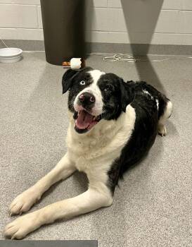 Australian Shepherd Dogs Available for Adoption in Moundsville, West Virginia - Cosmo  | PetCurious