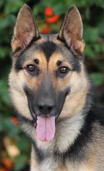 Candace von Celle -  German Shepherd Dog Dog for Adoption in Los Angeles, California - Candace Von Celle | PetCurious