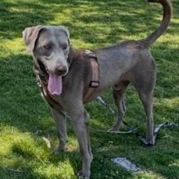 Rescue Weimaraner Dogs for Adoption in Kirkland, Washington - Windust - Handsome Guy Needs Foster! | PetCurious