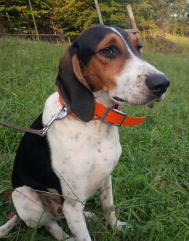 Jed -  Treeing Walker Coonhound Dog for Adoption in Lexington, Massachusetts - Jed | PetCurious