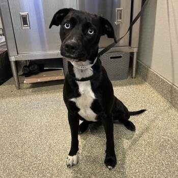 IVHS-Stray-139321 -  Labrador Retriever Dog for Adoption in San Gabriel, California - IVHS-Stray-139321 | PetCurious