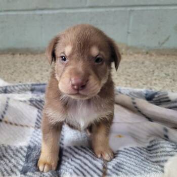 Luke 3221 -  Mixed Breed Dog for Adoption in Loxahatchee Groves, Florida - Luke 3221 | PetCurious