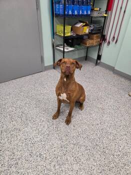 Tucker -  Terrier Dog for Adoption in Athens, Tennessee - Tucker | PetCurious