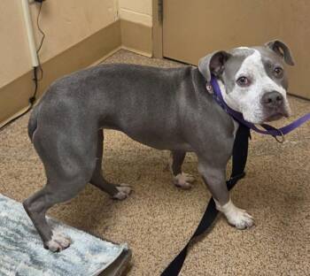 Abby -  American Staffordshire Terrier Dog for Adoption in Salem, Oregon - Abby | PetCurious
