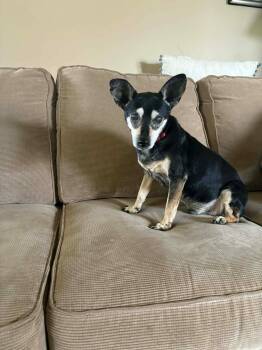 Chihuahua Dogs Available for Adoption in De Pere, Wisconsin - Riley | PetCurious