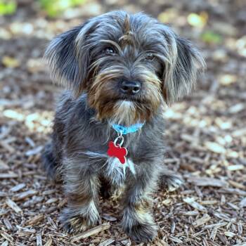 Spaghetti -  Cairn Terrier and Wirehaired Terrier Dog for Adoption in Boerne, Texas - Spaghetti | PetCurious