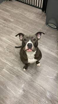 Pit Bull Terrier Dogs Available for Adoption in New Baltimore, Michigan - Baylee | PetCurious