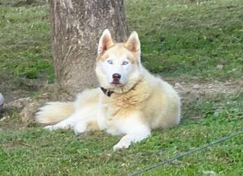 Floki -  Husky Dog for Adoption in Paris, Kentucky - Floki | PetCurious
