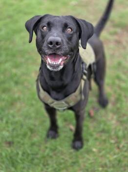Black Labrador Retriever and Pit Bull Terrier Dogs Available for Adoption in Shelby, Michigan - Ace | PetCurious