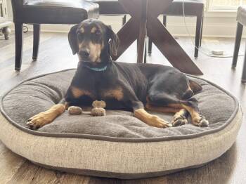 Doberman Pinscher Dogs Available for Adoption in Arlington, Virginia - Zena | PetCurious