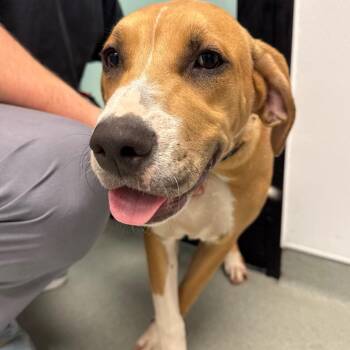 Misa -  Great Dane and Catahoula Leopard Dog Dog for Adoption in Portland, Oregon - Misa | PetCurious