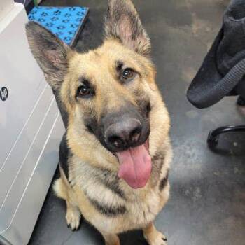 Pinky -  German Shepherd Dog and Mixed Breed Dog for Adoption in Memphis, Tennessee - Pinky | PetCurious