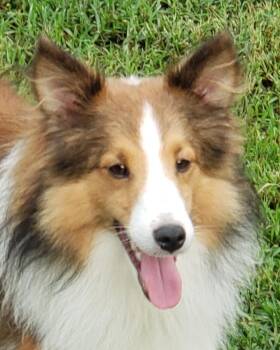 Pan -  Shetland Sheepdog Sheltie Dog for Adoption in Chapel Hill, Tennessee - Pan | PetCurious