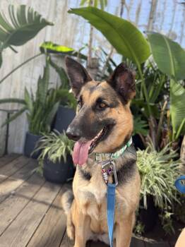 Daisy -  German Shepherd Dog Dog for Adoption in West Hollywood, California - Daisy | PetCurious