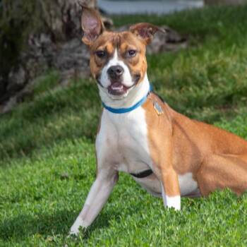DENALI -  Labrador Retriever and Beagle Dog for Adoption in St. Louis, Missouri - DENALI | PetCurious