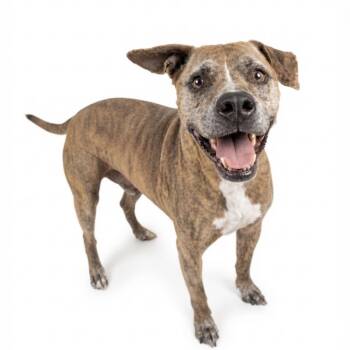 Cash -  Pit Bull Terrier Dog for Adoption in Seguin, Texas - Cash | PetCurious