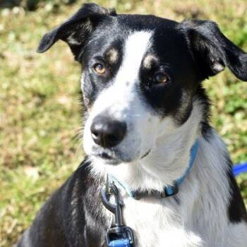 Border Collie Dogs Available for Adoption - Rosco | PetCurious