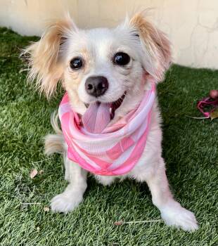 SKYE -  Chihuahua Dog for Adoption in Rowland Heights, California - SKYE | PetCurious