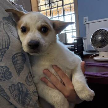 Cattle Dog Dogs Available for Adoption in Casa Grande, Arizona - Vesper | PetCurious