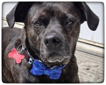 Tommy -  Mixed Breed Dog Available for Adoption in Shawnee, Kansas - Tommy | PetCurious