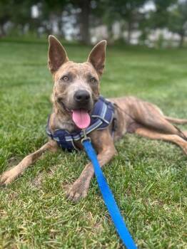 Sarie -  Cattle Dog and Pit Bull Terrier Dog for Adoption in Fort Lupton, Colorado - Sarie | PetCurious