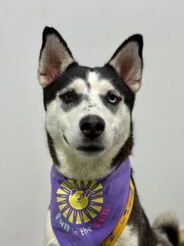 Siberian Husky and Mixed Breed Dogs Available for Adoption - Kelly | PetCurious