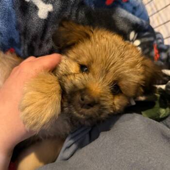Max-D -  Mixed Breed Dog for Adoption in Buffalo, Minnesota - Max-D | PetCurious