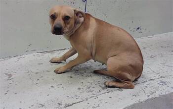 TOODLES -  Staffordshire Bull Terrier and Mixed Breed Dog for Adoption in Houston, Texas - TOODLES | PetCurious