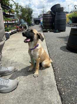 Jan -  Belgian Shepherd Malinois and Golden Retriever Dog for Adoption in Mobile, Alabama - Jan | PetCurious