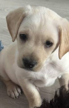 Butterscotch -  Terrier and Poodle Dog for Adoption in Severance, Colorado - Butterscotch | PetCurious